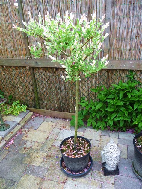 Weeping trees weeping willow weeping cherry tree willow leaf willow tree salix alba sir francis francis bacon fast growing trees. SundayAtHome: Pink Willow Tree