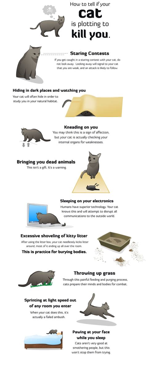 Check spelling or type a new query. How to tell if your cat is plotting to kill you. | Funny ...