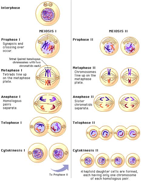 What Happens To Chromosomes In Meiosis 1 And Meiosis 2 Socratic