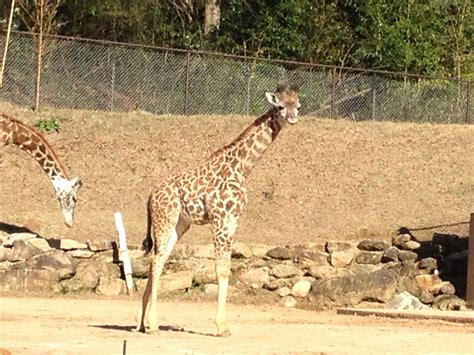 Baby At The Greenville Zoo Zoo Animals Giraffe