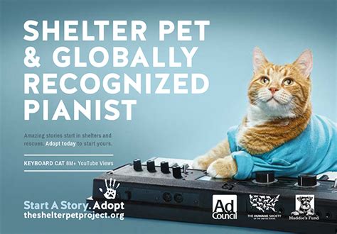 Pet shelter is now offering adoptions by appointment only. Animal Rescue Marketing Inspiration