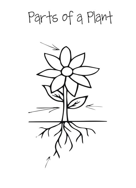 Plant Science Experiments for Key Stage 1 - Science For Kids