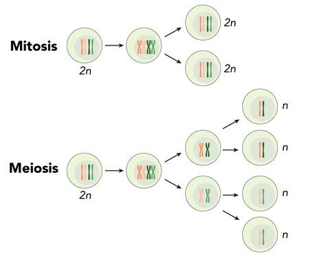 Mitosis And Meiosis Cell Division Png X Px Mitosis And Meiosis Sexiz Pix