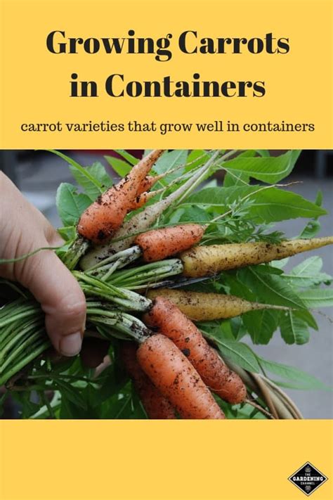 Grow Carrots In Containers Gardening Channel