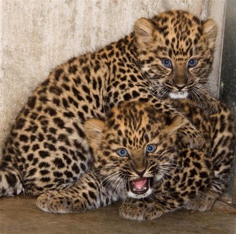 Baby Amur Leopard