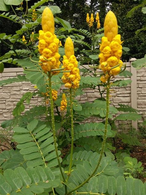 Candlestick Cassia Alata Zone 8b Rooftop Garden Plant Pictures