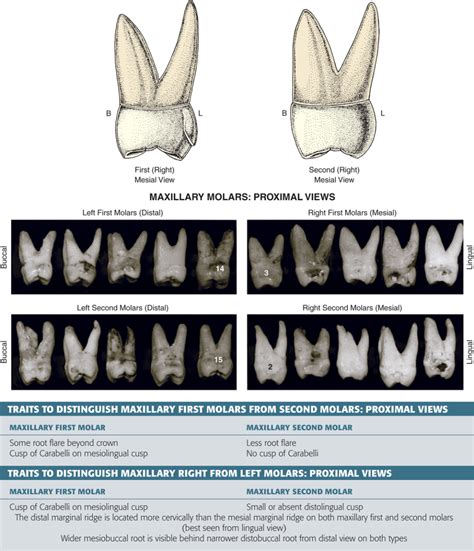 Type Traits That Differentiate Maxillary Second From First Molars