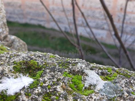 Green Moss On A Rock With A Feather And A Tree In The Background Stock