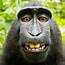 Monkey Facts History Useful Information And Amazing Pictures