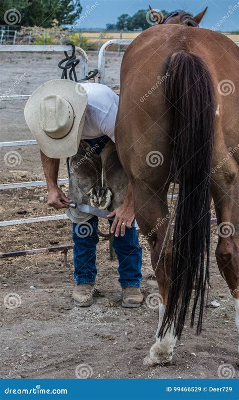 Horse Ferrier Trimming Hooves Stock Image Image Of Wrasping Farm