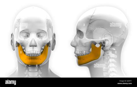 Male Mandible Bone Skull Anatomy Isolated On White Stock Photo Alamy