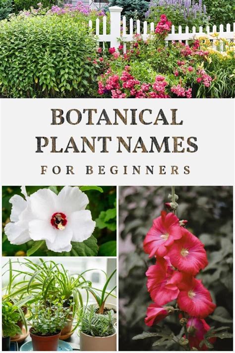 Getting Started With Botanical Plant Names For Beginners