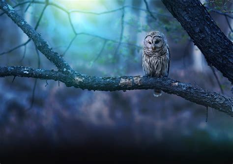 Owl Nature Forest Wallpaperhd Birds Wallpapers4k Wallpapersimages