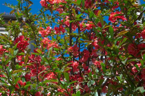 Vendita online pianta justicia carnea, pianta di facile coltivazione dal bellissimo fiore rosa. Immagini Belle : albero, cielo, fiore, rosso, produrre, sempreverde, botanica, blu, giardino ...