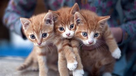 3 Yellow Cat Babies In Human Hand Hd Wallpapers