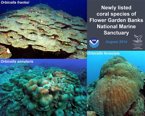 Cnidarians Of Flower Garden Banks National Marine Sanctuary