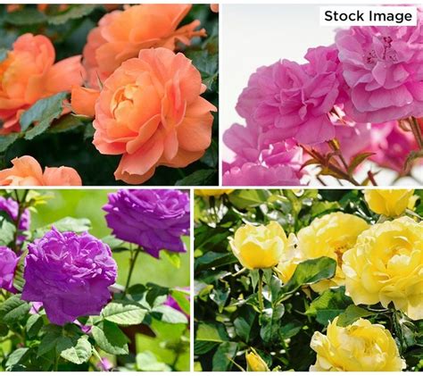 Cottage Farms 4 Piece Color Spectrum Mini Roses —