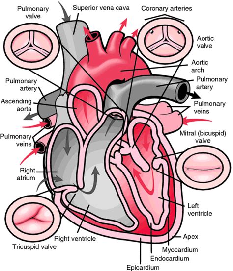Tricuspid Valve Definition Of Tricuspid Valve By Medical Dictionary