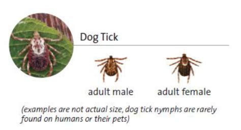 Will Dog Ticks Bite Humans