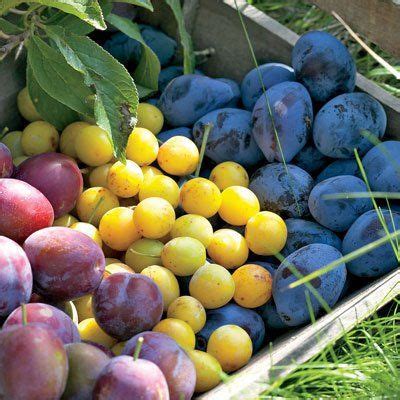 These blueberries are sweet and juicy. 5-N-1 Plum | Plum, Growing fruit, Plum tree