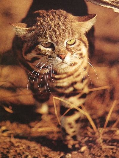 Black Footed Cat Information And Facts
