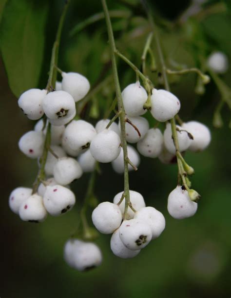 Details About Chiococca Alba Snowberry Milkberry Rare Florida Native