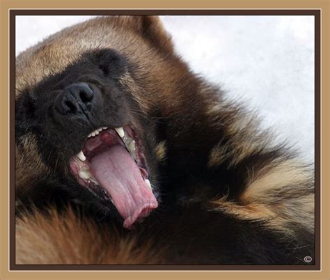 Yellowstone National Park Wolverine ~ Yellowstone Up Close And Personal