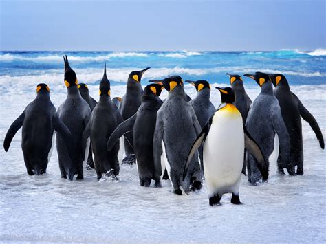 Download Wallpaper 1600x1200 King Penguin At Beach Animals Standard 4