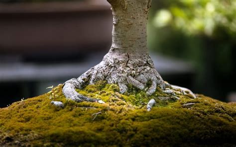 How To Grow Moss Indoors The Enchanting World Of Indoor Moss
