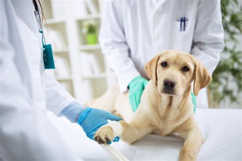 Cancer In Dogs Causes Symptoms And Treatments Canna Pet