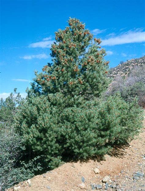 Pinyon Pine Tree Arizona High Desert Landscaping Desert Trees