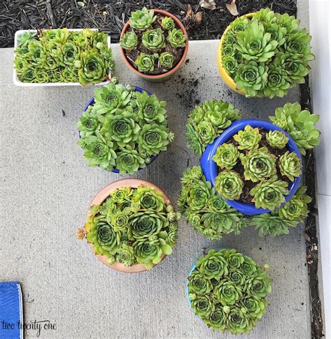 Check spelling or type a new query. How to Re-Plant Hens and Chicks