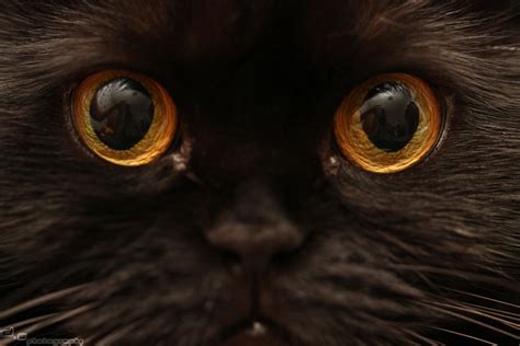 Cat Eyes Reflection By Doomsoccer On Deviantart