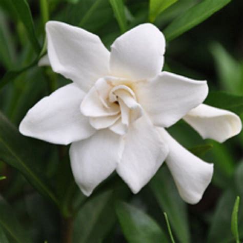 925 In Pot Frost Proof Gardenia Live Evergreen Shrub White