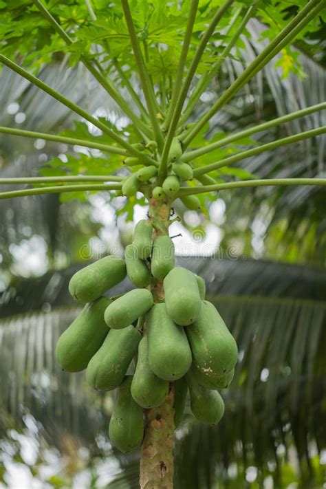 Papaya Stock Image Image Of Papaya Plant Green Food 80008397