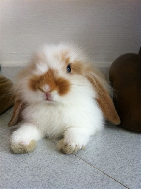 Beautiful Fluffy Floppy Bunny Rabbit Breeds Cute Creatures Cute