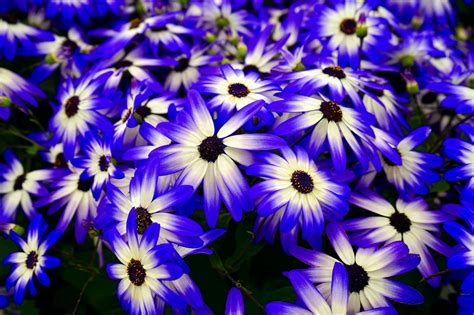 Blue And White Flowers · Free Stock Photo