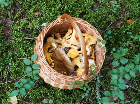 A Guide To Hunting For Edible Mushrooms In Colorado