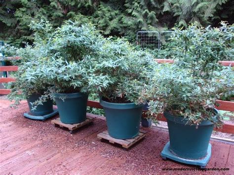 How To Grow Blueberries In Pots And Containers The Garden Of Eaden