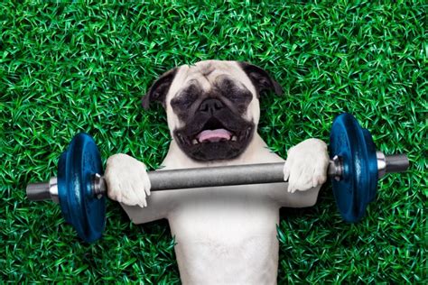 How Often Should Your Dog Exercise Find Out Here Tips