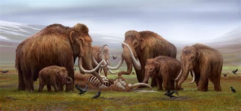 Daily Paleontology Post 74 The Woolly Mammoth Rforsen