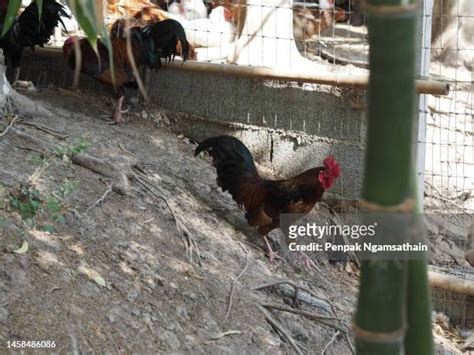 Pretty Cocks Photos And Premium High Res Pictures Getty Images