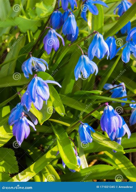 Blooming In Early Spring Blue Blue Flowers Of Siberian Woodland Stock