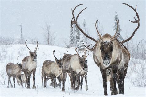 Theyre On The Decades Long Road To Protect An Unspoiled Northern