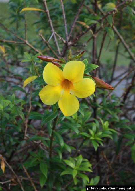 On a second note, this hoya is often sold with a single leaf in a pot. Allamanda cathartica