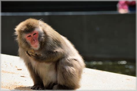 Download Free Photo Of Monkey Businesszoofoodseriesmonkey From