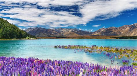 Lake Tekapo Town In The South Island New Zealand Spring Flowers Lake