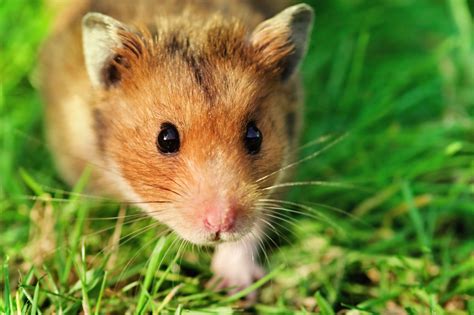 Hamster sírio veja cores preço cuidados e muito mais Guia Animal