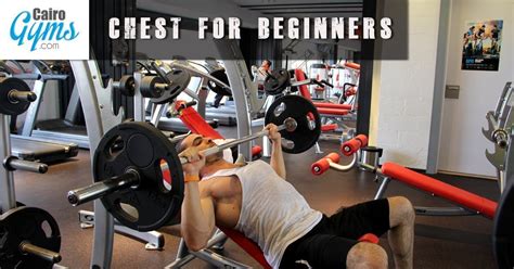 Chest Workout For Beginners Cairo Gyms