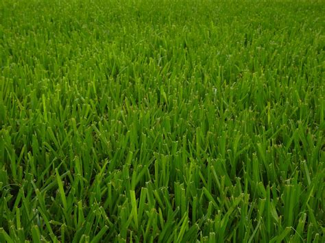 Bahia Grass Vs St Augustine Grass What Are The Differences A Z